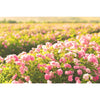 Роза Дамасцена поле с рози в България, био козметика, био българска козметика, натурална козметика, органична козметика